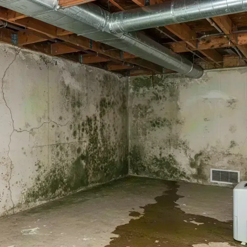 Professional Mold Removal in Lincoln Parish, LA